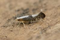 Argyresthia spinosella
