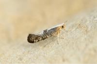 Argyresthia spinosella