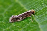 Monopis crocicapitella