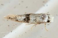 Infurcitinea