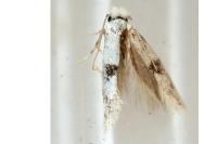 Infurcitinea