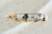 Infurcitinea
