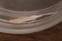 Coleophora conyzae