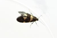 Lampronia luzella