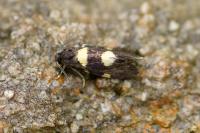Lampronia luzella