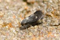 Phaulernis dentella