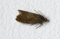 Dichrorampha aeratana