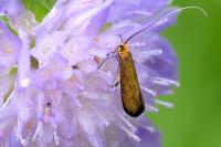 Nemophora metallica