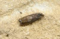 Dichrorampha