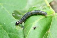 Archips xylosteana