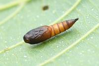 Archips xylosteana