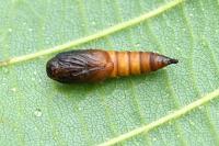Archips xylosteana
