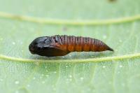 Archips xylosteana