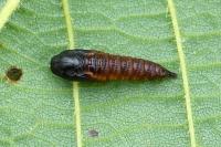 Archips xylosteana