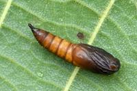 Archips xylosteana