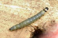 Archips xylosteana