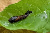 Archips xylosteana