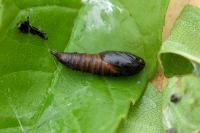 Archips xylosteana
