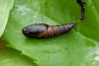 Archips xylosteana