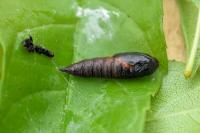 Archips xylosteana