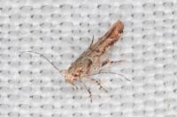 Anatrachyntis badia