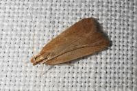 Helcystogramma