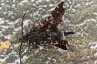 Thyris fenestrella