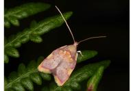 Carcina quercana