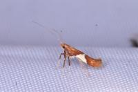 Caloptilia stigmatella