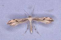Hellinsia lienigiana