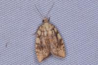 Aleimma loeflingiana
