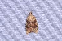 Aleimma loeflingiana