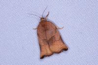 Archips podana