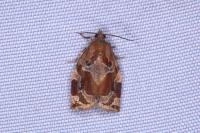 Archips xylosteana