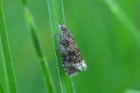 Celypha lacunana