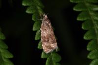 Celypha lacunana
