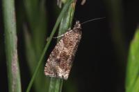 Celypha lacunana
