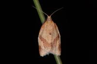 Clepsis consimilana