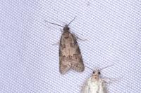 Cnephasia