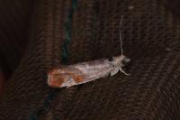 Epinotia cruciana