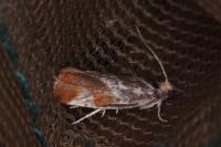 Epinotia cruciana
