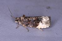 Hedya nubiferana
