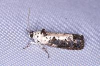 Hedya salicella