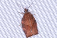 Pandemis heparana