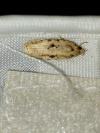 Agonopterix arenella