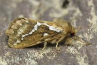 Korscheltellus lupulinus