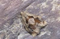 Archips crataegana