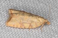 Aleimma loeflingiana