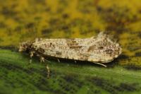 Morophaga choragella