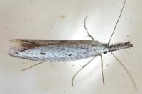 Pleurota gallicella